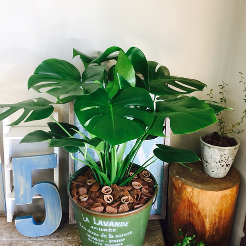 新作♡現品【特大 モンステラ】深緑ブリキ缶入り！人気の観葉植物