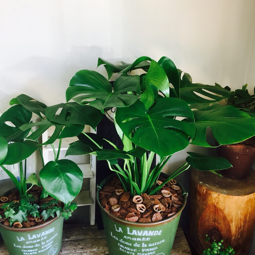 特大モンステラ NEW ARRIVALS 🌿】 指宿から、最速でやってきました🏃‍♂️‼️ 活きの