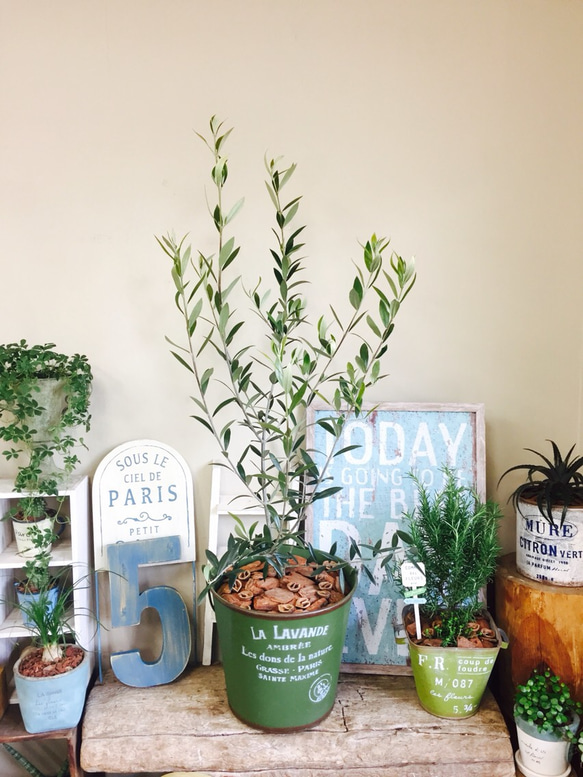 鉢入り　オリーブの木　シンボルツリーにも 鉢入り オリーブの木 シンボルツリーにも