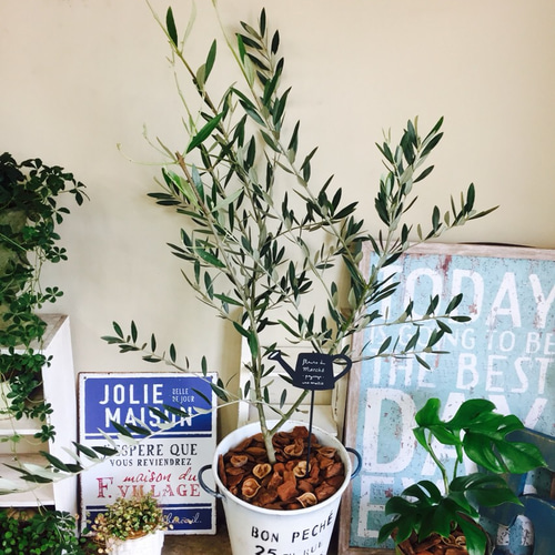 鉢入り オリーブの木 シンボルツリーにも