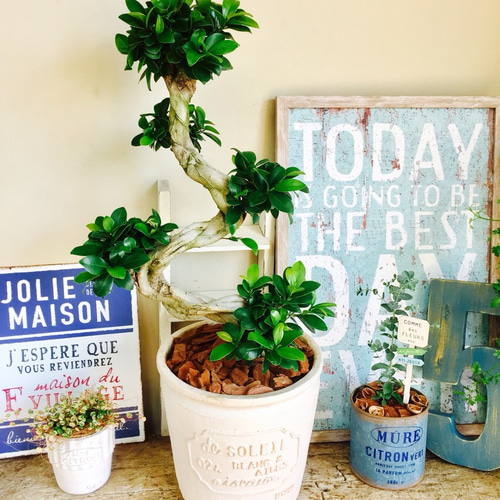 再販！新作♡希少【くねくねガジュマル】幸せの木♡風水でも大人気