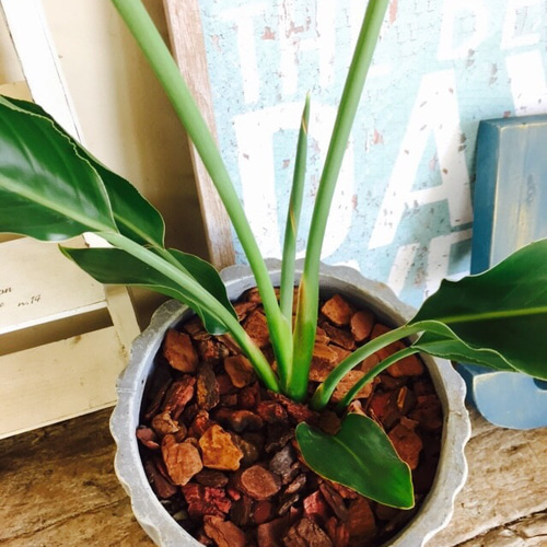 植物 陶器鉢 スタイリッシュ ガーデニング インテリア ストレチア