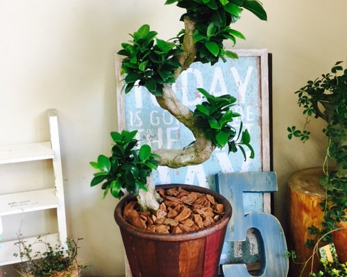 現品ラスト！新作♡希少【くねくねガジュマル】幸せの木♡風水 人気