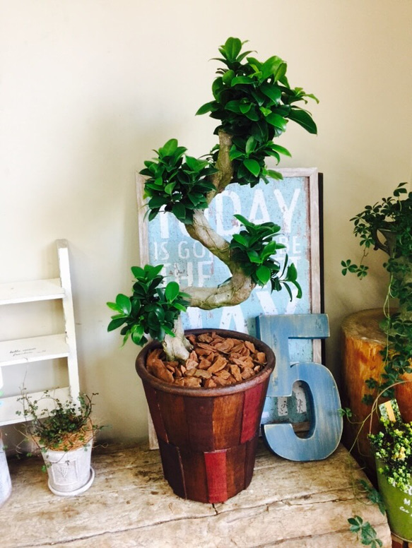 現品ラスト！新作♡希少【くねくねガジュマル】幸せの木♡風水 人気