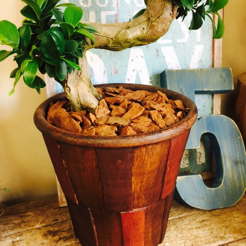 現品ラスト！新作♡希少【くねくねガジュマル】幸せの木♡風水 人気