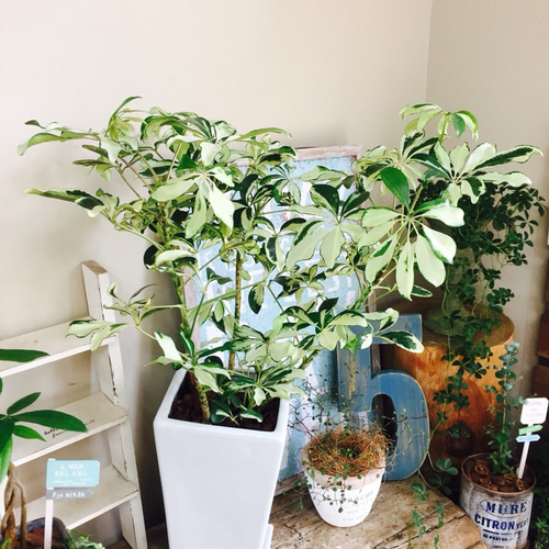 新作♡現品【シェフレラ】受け皿つき 白陶器鉢♡さわやか観葉植物