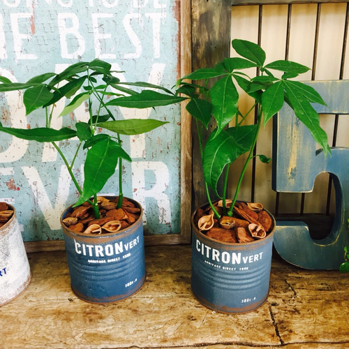 春にはグリーン♪【パキラ】ミニサイズ♡ブリキ鉢入り！ その他