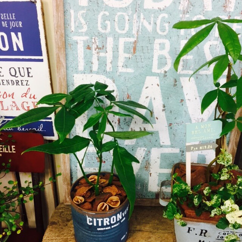 春にはグリーン♪【パキラ】ミニサイズ♡ブリキ鉢入り！ その他