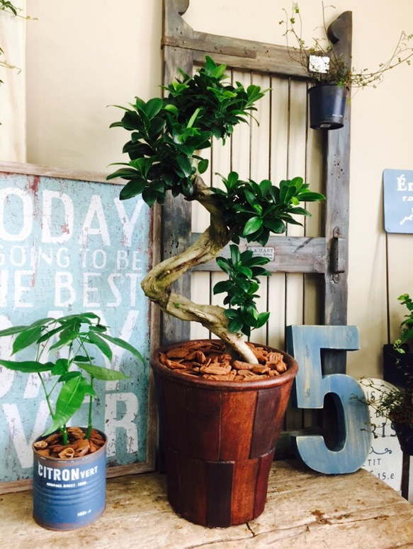 現品！新作♡希少【くねくねガジュマル】幸せの木♡風水 人気観葉植物