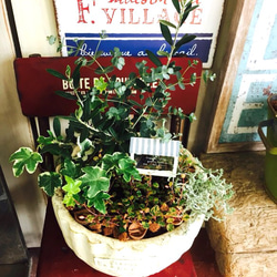 季節の寄せ植え☆〜（ゝ。∂）オリーブ　ユーカリ2鉢セット 1_a497bc318a6a57ec8c6d6d300127