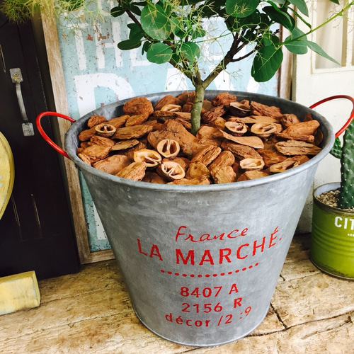 ☆ちる☆　スモークツリーふわふわ完売！ ☆ちる☆ スモークツリーふわふわ完売！ 楽天市場】現品 2024年6