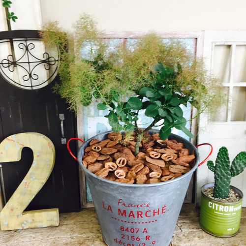 新作♡現品！もこもこふわふわ【スモークツリー】ブリキ鉢入り