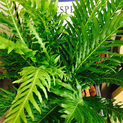 新作♡レア！【ブレクナムシルバーレディシルバーレディ】素敵な涼しげグリーン♡珍しい観葉植物 2枚目の画像