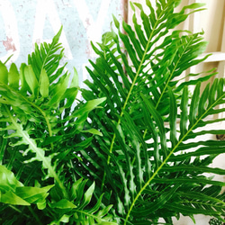 新作♡レア！【ブレクナムシルバーレディシルバーレディ】素敵な涼しげグリーン♡珍しい観葉植物 5枚目の画像