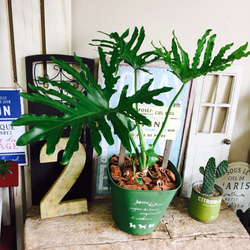 新作♡現品のみ【セローム】大きめ葉っぱ♡ピックつき♪オシャレ