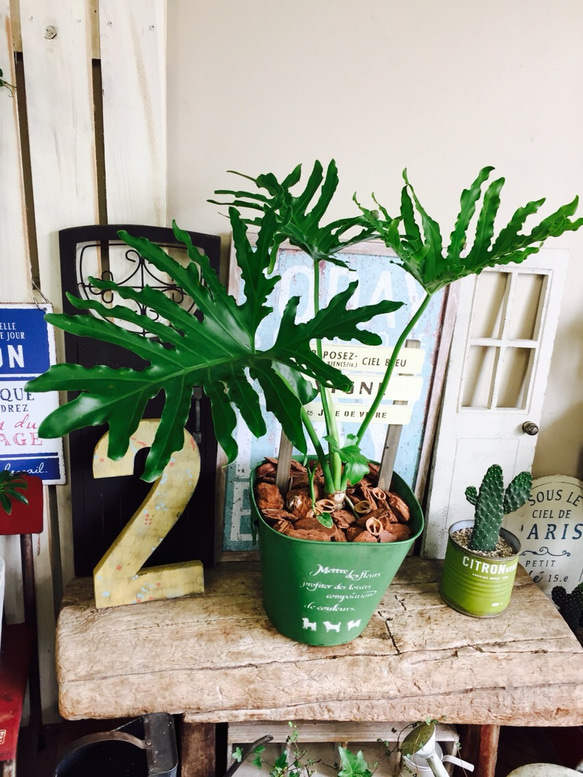 新作♡現品のみ【セローム】大きめ葉っぱ♡ピックつき♪オシャレ