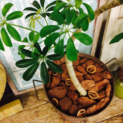 現品ラスト♡【くねっとシェフレラ】アンティーク風サビブリキ鉢♡すてきな観葉植物♪ 2枚目の画像