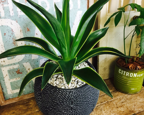 アガベ　ベネズエラ　グリーン　6株セット アガベ ベネズエラ グリーン 6株セット