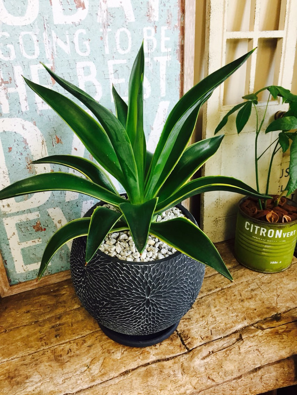 新作♡現品 レア【アガベ ベネズエラ】希少 珍しいグリーン