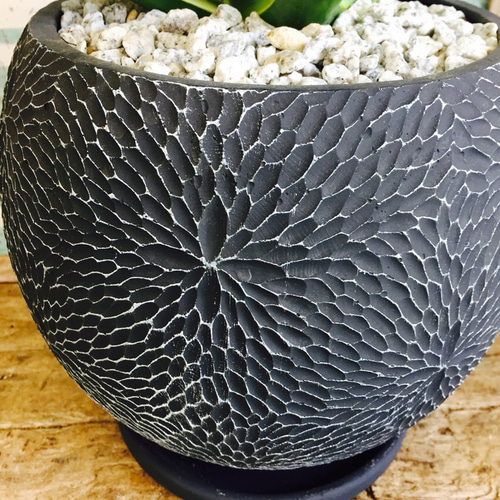 新作♡現品 レア【アガベ ベネズエラ】希少 珍しいグリーン