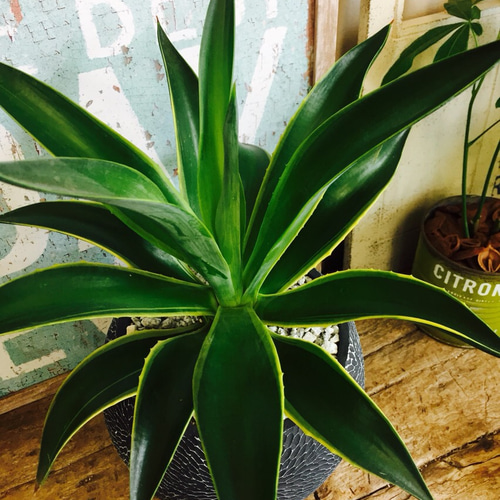 アガベ　ベネズエラ　グリーン　6株セット 楽天市場】＼ポイント5倍／【選べる現品発送】大型 アガベ ベネズエラ