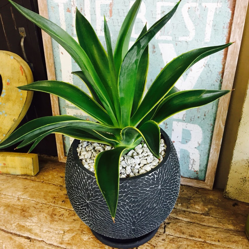 新作♡現品 レア【アガベ ベネズエラ】希少 珍しいグリーン