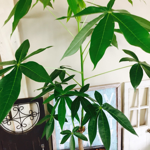 特大♡現品【インディアンアーモンド】かっこいい青系スクエア陶器鉢