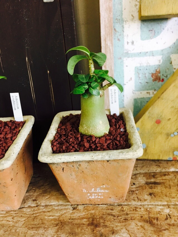 アデニウム 塊根植物 小型 楽天市場】多肉植物 塊根植物 種子 矮性品種 Adenium-Dwarf