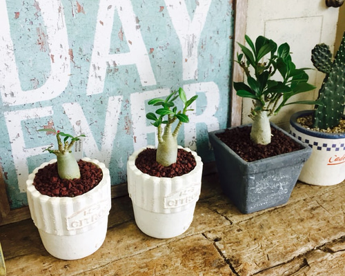 アデニウムアラビカム TOKY鉢仕立て アデニウムアラビカム TOKY鉢仕立て