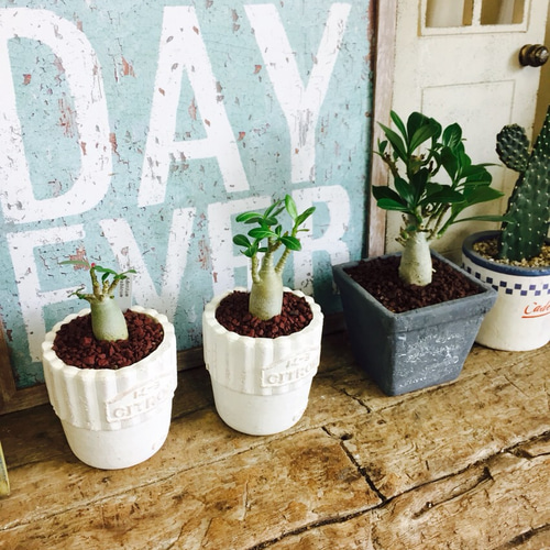 人気沸騰♡現品⑦【コーデックス アデニウムアラビカム】ミニ