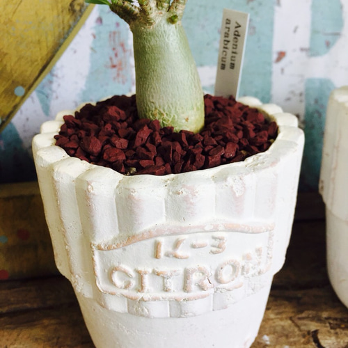 人気沸騰♡現品⑦【コーデックス アデニウムアラビカム】ミニサイズ