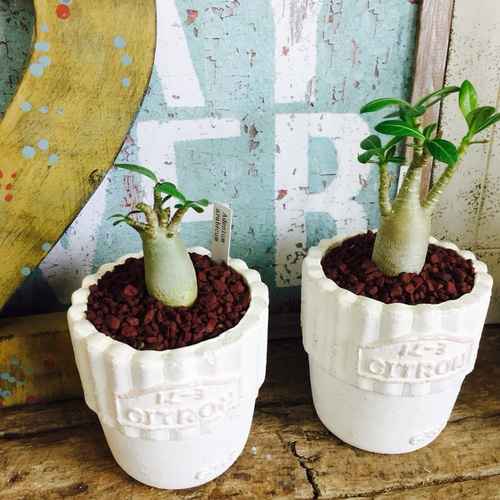 人気沸騰♡現品⑦【コーデックス アデニウムアラビカム】ミニサイズ