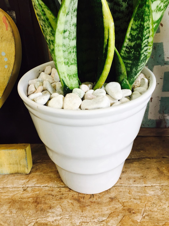 新作♡【サンスベリア】空気を綺麗にするグリーン♡シンプル白陶器鉢！すっきり観葉植物♪ 3枚目の画像