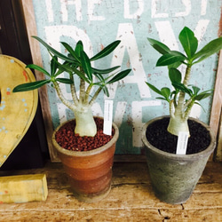 人気沸騰♡現品【コーデックス アデニウムアラビカム】塊根植物 和風茶