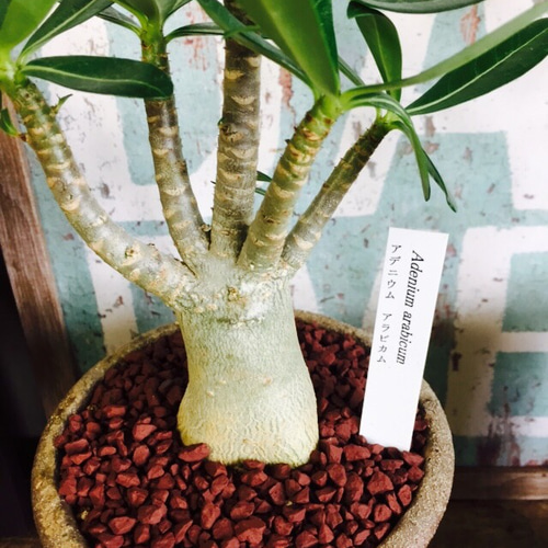 人気沸騰♡現品【コーデックス アデニウムアラビカム】塊根植物 和風茶