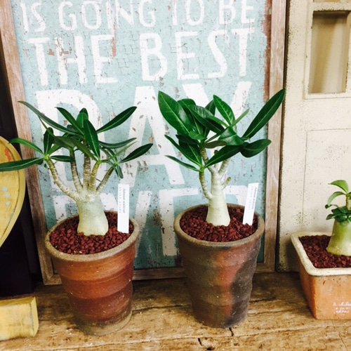 人気沸騰♡現品【コーデックス アデニウムアラビカム】塊根植物 和風茶