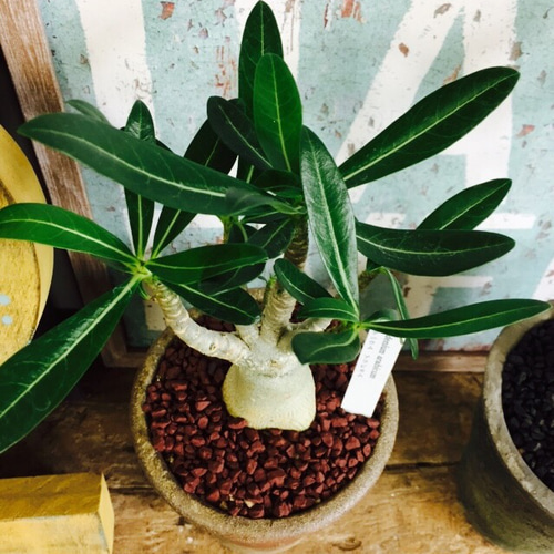 人気沸騰♡現品【コーデックス アデニウムアラビカム】塊根植物 和風茶