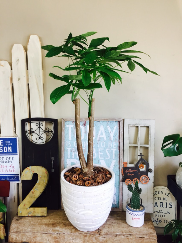 現品のみ♡【大きめ パキラ】人気観葉植物！おしゃれ白系 陶器鉢入り
