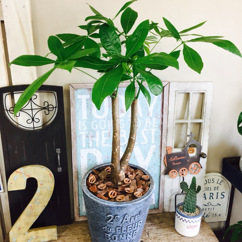 現品のみ♡【やや大きめ パキラ】人気観葉植物！かっこいい青系 陶器鉢