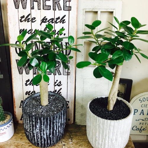 希少！現品のみ【パンダガジュマル】幸せの木♡人気観葉植物