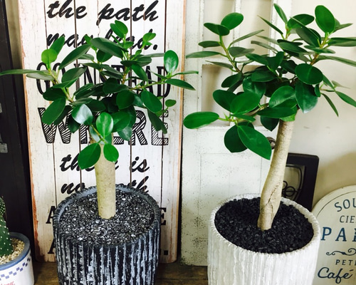 希少！現品のみ【パンダガジュマル】幸せの木♡人気観葉植物♡黒