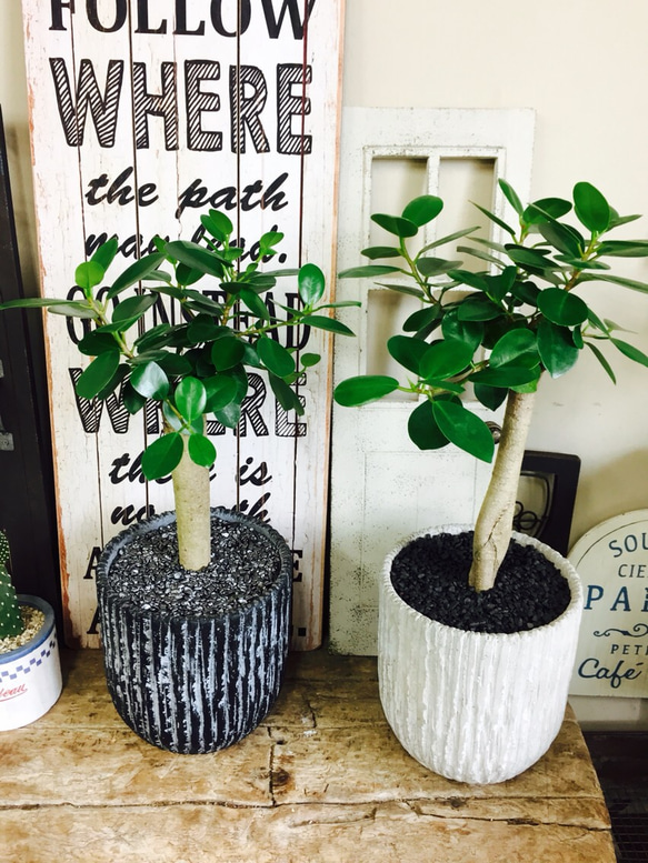 希少！現品のみ【パンダガジュマル】幸せの木♡人気観葉植物♡黒系陶器