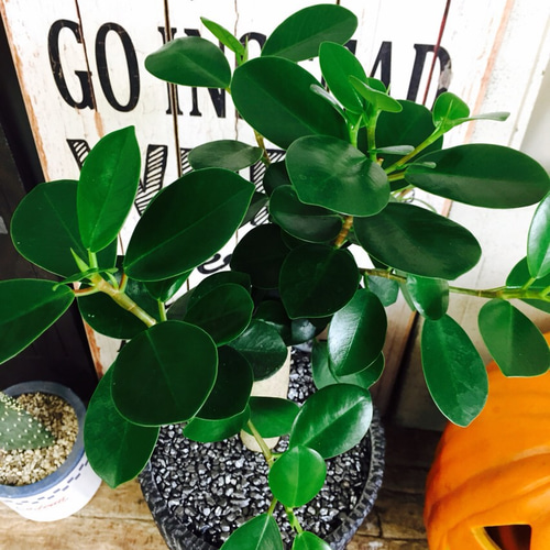 ［現品］【希少】※売約済※14番　パンダガジュマル　7号　観葉植物　室内　レア 現品］【希少】14番 パンダガジュマル 7号 観葉植物 室内 レア