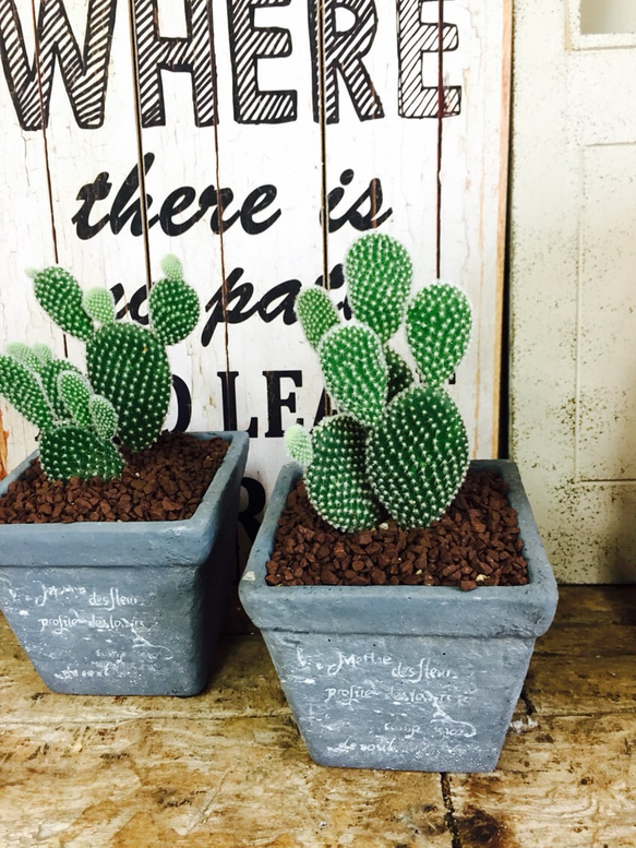 専用！多肉植物^o^ バニーカクタス 【公式通販】