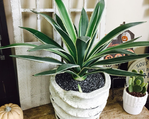 夏休み特別企画！アガベ希少品種18種セット☆５セット限定・残り1セット 夏休み特別企画！アガベ希少品種18点セット☆5セット限定