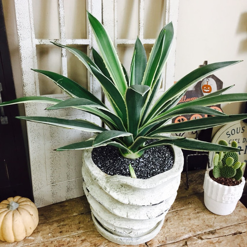 新作！現品♡レア【アガベ 】希少 珍しいグリーン ♡かっこいい陶器鉢