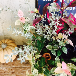 新作♡【陶器鉢 秋冬寄せ植え】綺麗な色合いの植物♡オシャレガーデニング 2枚目の画像