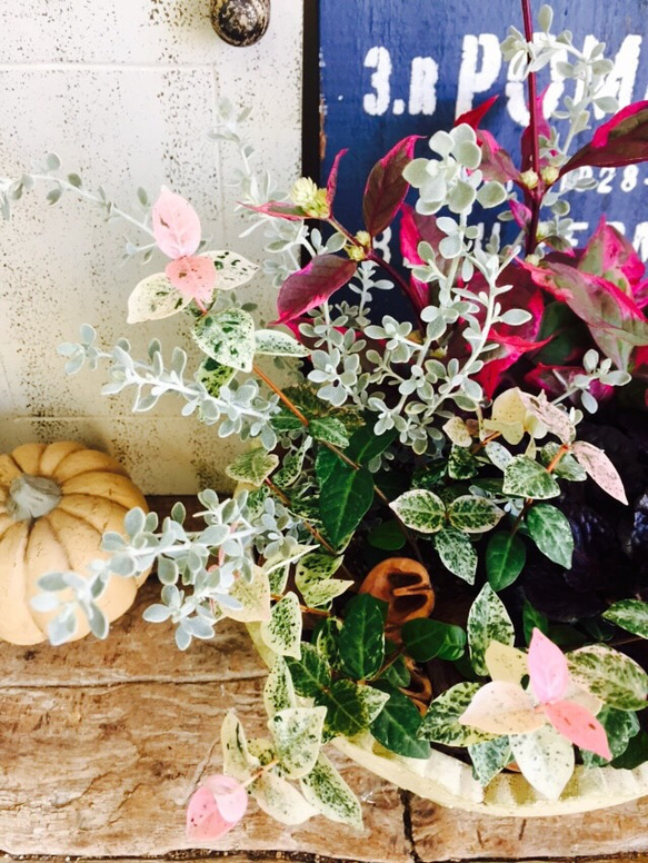 新作♡【陶器鉢 秋冬寄せ植え】綺麗な色合いの植物♡オシャレガーデニング 2枚目の画像