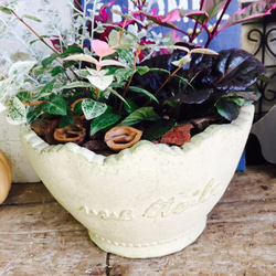 新作♡【陶器鉢 秋冬寄せ植え】綺麗な色合いの植物♡オシャレガーデニング 4枚目の画像