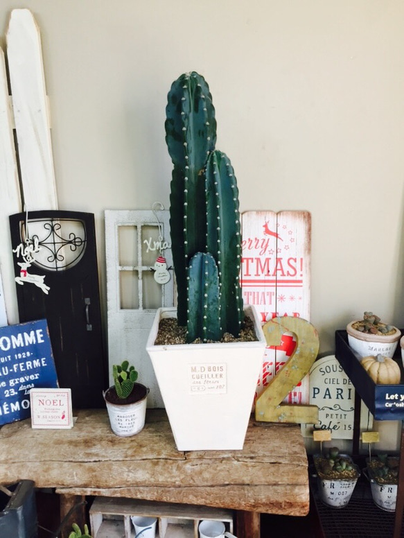 【おがわ@読書に挑戦】【現品】サボテン吹雪柱（フブキチュウ）8号白鉢（1） おがわ@読書に挑戦様専用】【現品】サボテン吹雪柱（フブキチュウ）8号